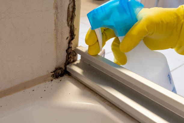 Best Bathroom Mold Remediation in Ridgeland, MS