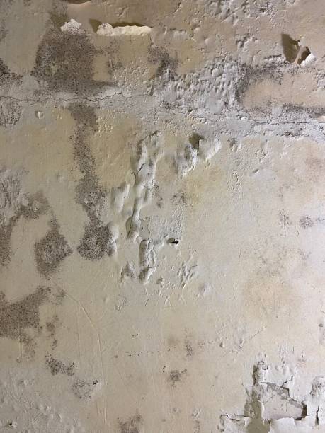 Reliable Ridgeland, MS Mold Remediation Solutions